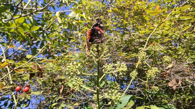 Один из дней города Евпатории | 27 сентября 2021 г | Крым ХАН БАТОН XAH 6ATOH | VID_20210927_150059