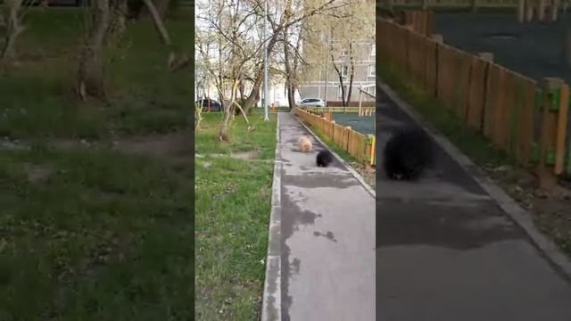 Мы идём гулять с собакой! | 16-апр-2026