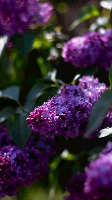 НИКОГДА НЕ ТЕРЯЙТЕ ВОЗМОЖНОСТЬ УВИДЕТЬ ЧТО-НИБУДЬ ПРЕКРАСНОЕ.