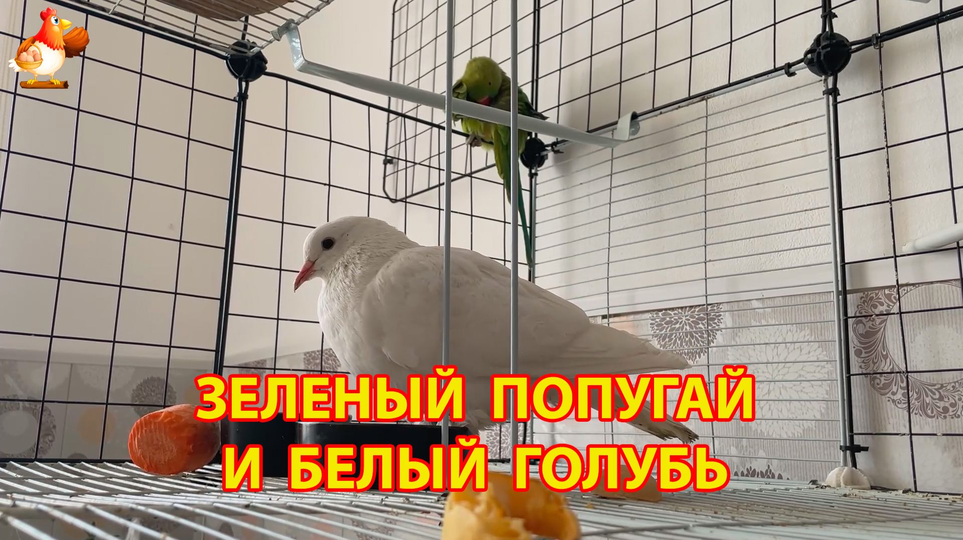 Зеленый попугай и белый голубь – лучшие друзья (6)