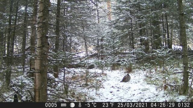 Видео от Красноярская тайга. Фотоловушки