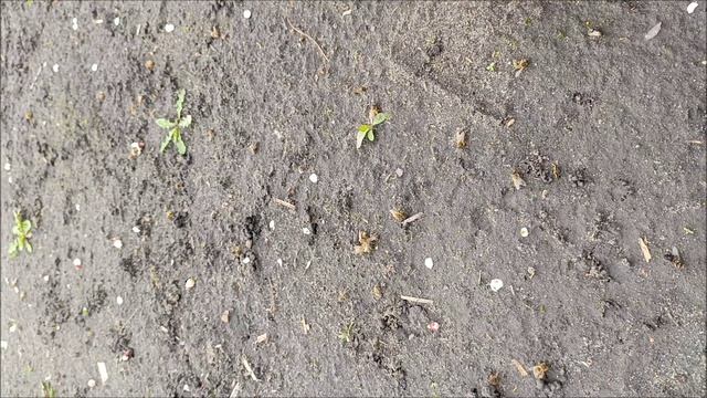 Пчёлы на земле.