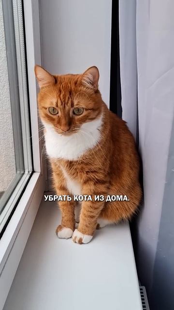 Коты бесполезны #котвдоме