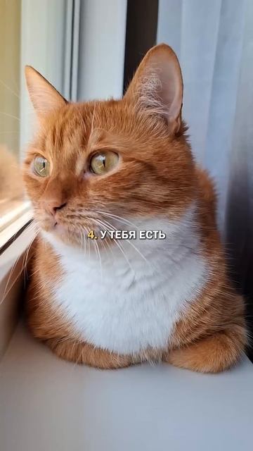 Жизнь и кот #котики