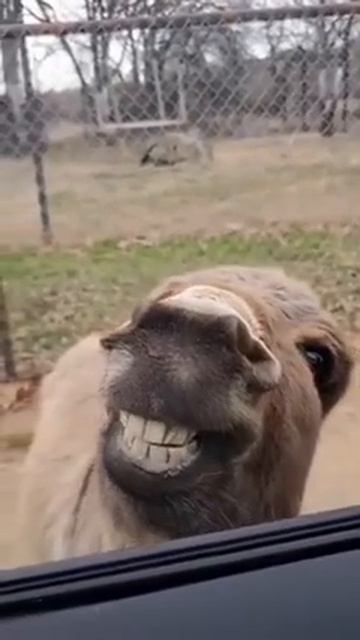 хотели снять тигра альбиноса) а тут такое😂