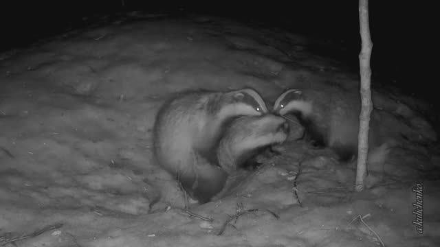 БАРСУКИ КРУПНЫМ ПЛАНОМ