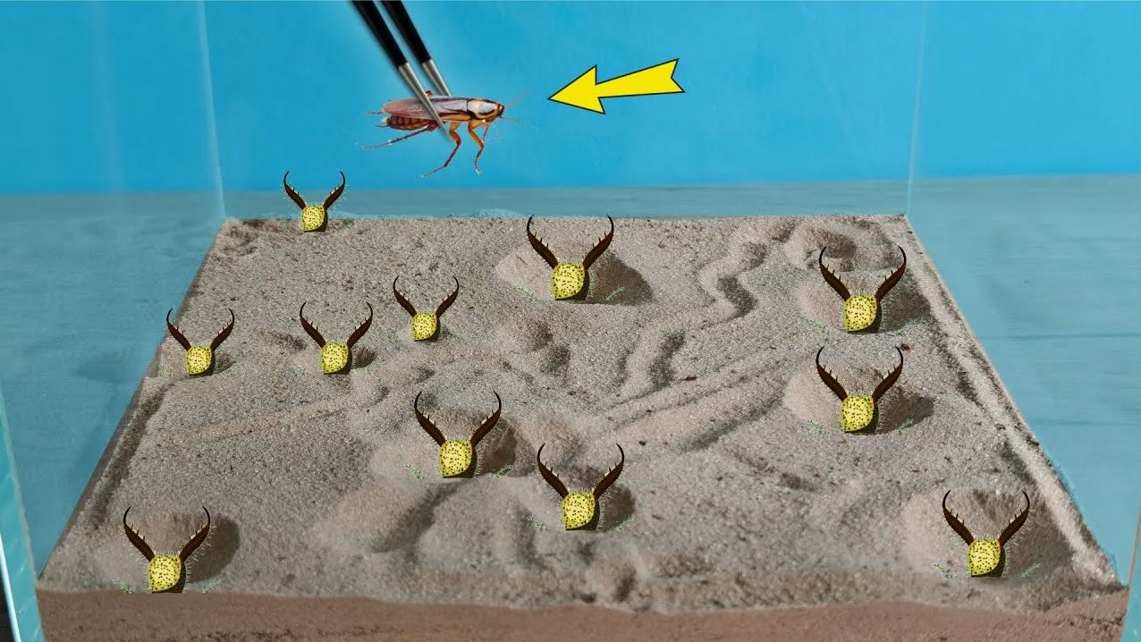 Что если 10 муравьиных львов посадить в один аквариум и бросить к ним таракана