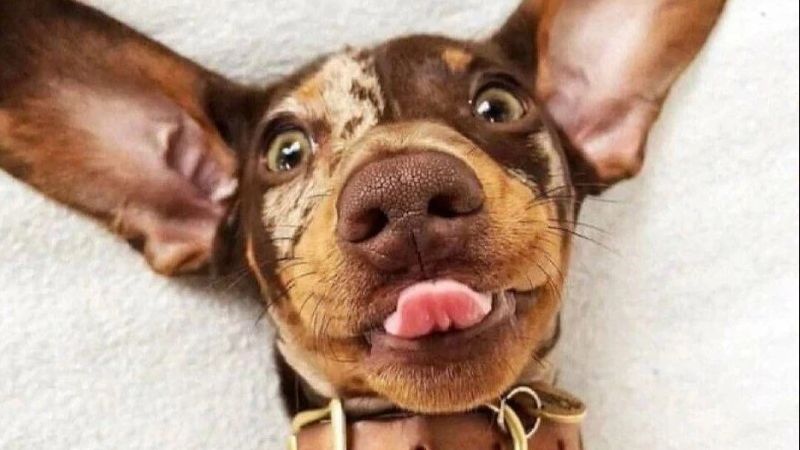 Милаха но злая какайта истосанка