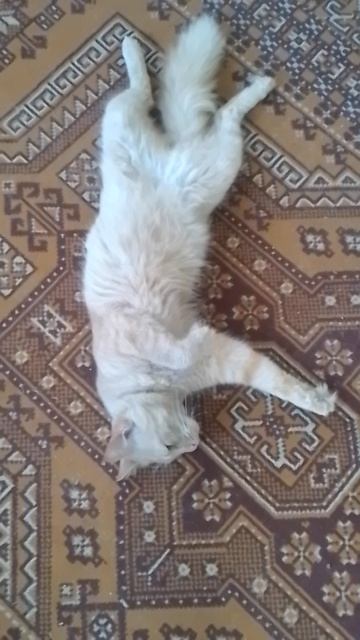 VID_20260416_070708.mp4