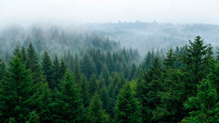 ТАЙГА.. ВОТ РЕАЛЬНАЯ  ИСТОРИЯ, СЛУЧИВШАЯСЯ В ТАЙГЕ,