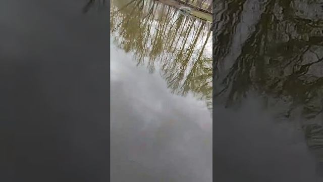 квест: ищем всех животных