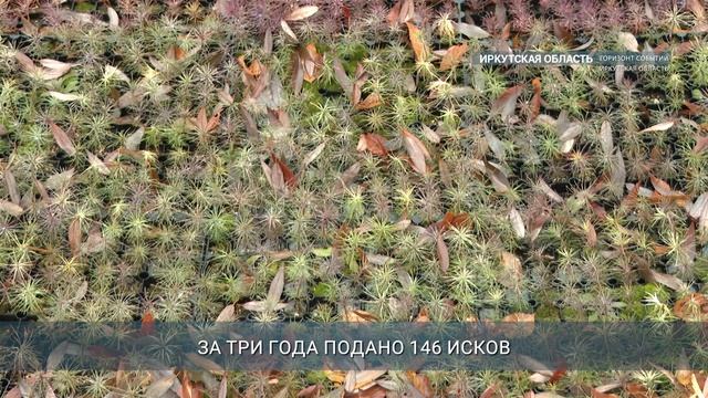 Тотальный контроль за лесовосстановлением установлен в Иркутской области