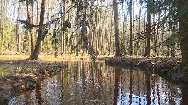 Речка Суржинка 2026 апрель.mp4