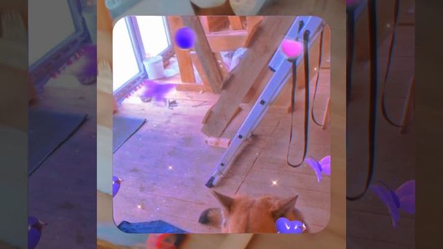 1000056203.mp4 (Собака наблюдает за устройством лестницы на 2-ой этаж в доме А-фрейм)