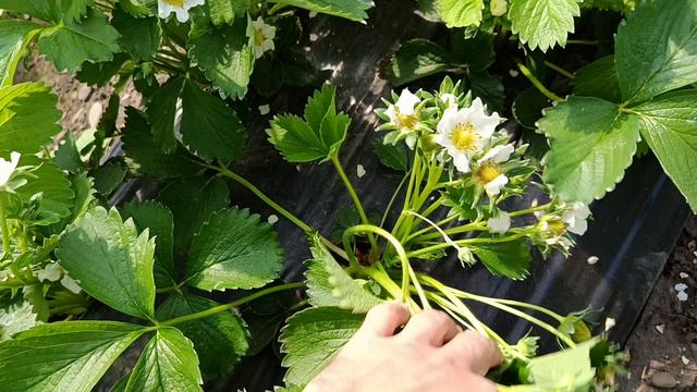 Агроном клубничник на участке по агросопровождению, сорта Клери и Априка,Белореченский район