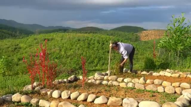 Сбор урожая горной фасоли, обустройство грядок для овощей и посадка различных видов семян