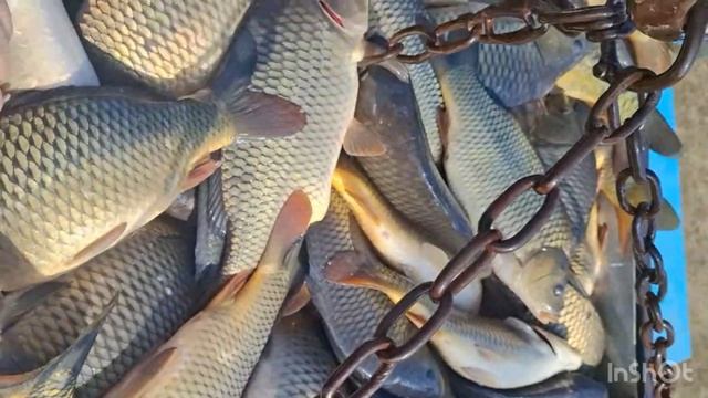 Погрузка Карпа