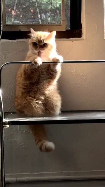 Футаж РЫЖИЙ КОТ № 530