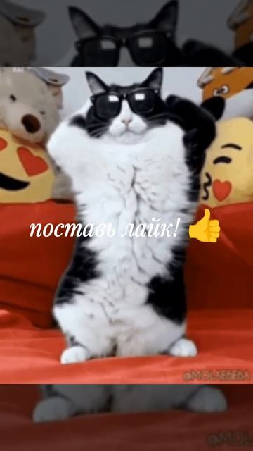 это манилка