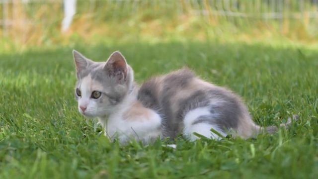 не лиона12367 уровень