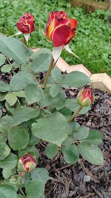 Роза чайная 'Циркус' в нашем саду 2025