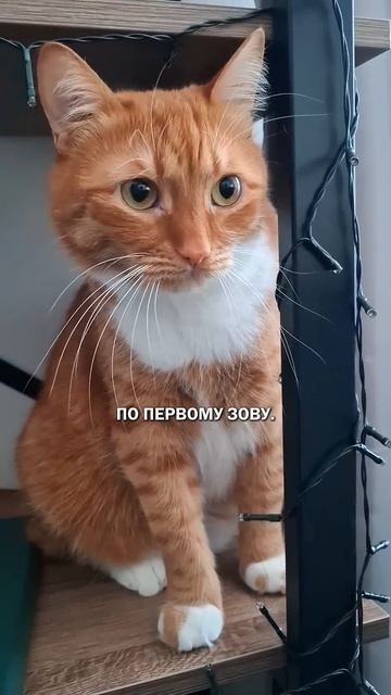 Комплименты кошатницам С