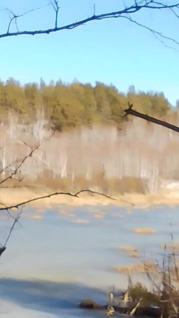 Выход подземных вод в лесу