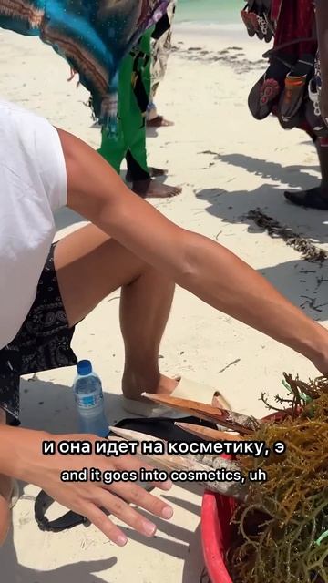 ПРОБУЕМ ВОДОРОСЛИ ИЗ ОКЕАНА