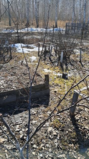 Обрезка сливы