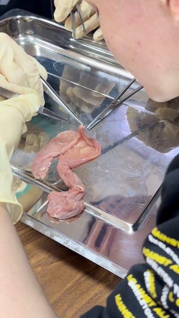 Состоялось практическое занятие хирургического кружка