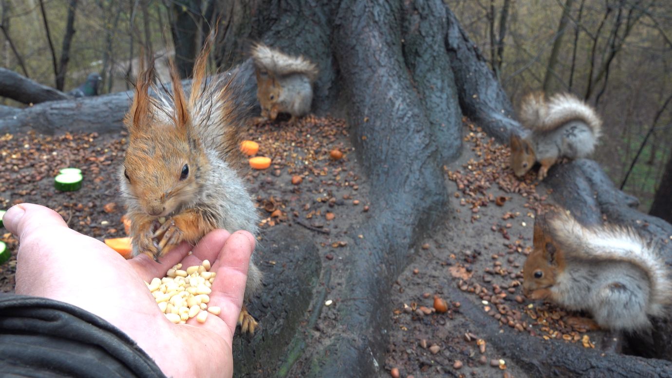 Много белок. Удалось покормить Толстую. Зарисовка
