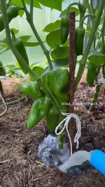 Зола - самый лучший друг перцев! Делаю эту подкормку и получаю лучший урожай благодаря ей!