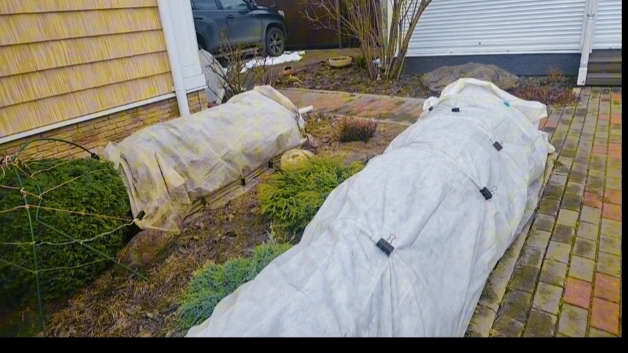 ОБЗОР САДА/СЕЮ РЕДИС И РУККОЛУ 16-04-2026