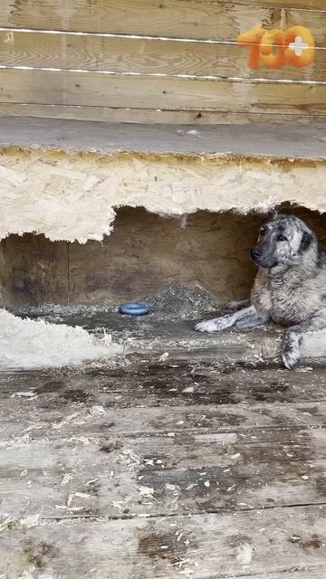 Осталось собрать 92.000