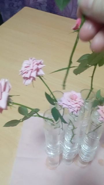 Розовые розы