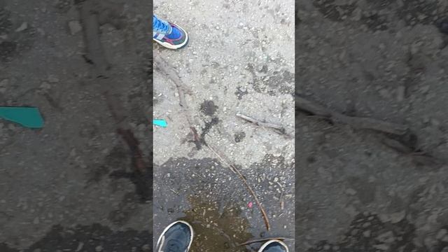 мы с яркой возможно нашли новых паразитов