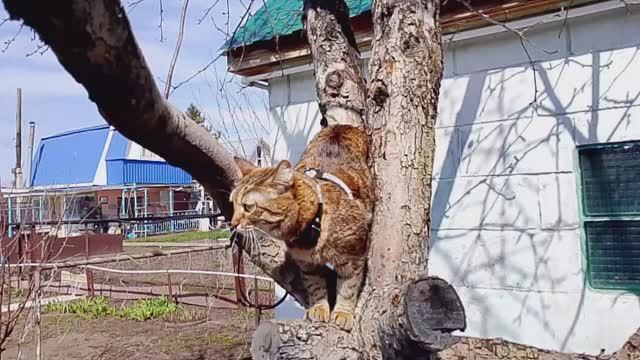 Моя кошка Маська сегодня поехала на дачу/Хороший денёк/ Жизнь в провинции/Россия 🇷🇺