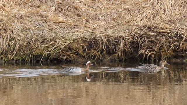 Дивные утки / Наблюдаем за парой Чирков-трескунков /Десятая серия (14 апреля 2026)