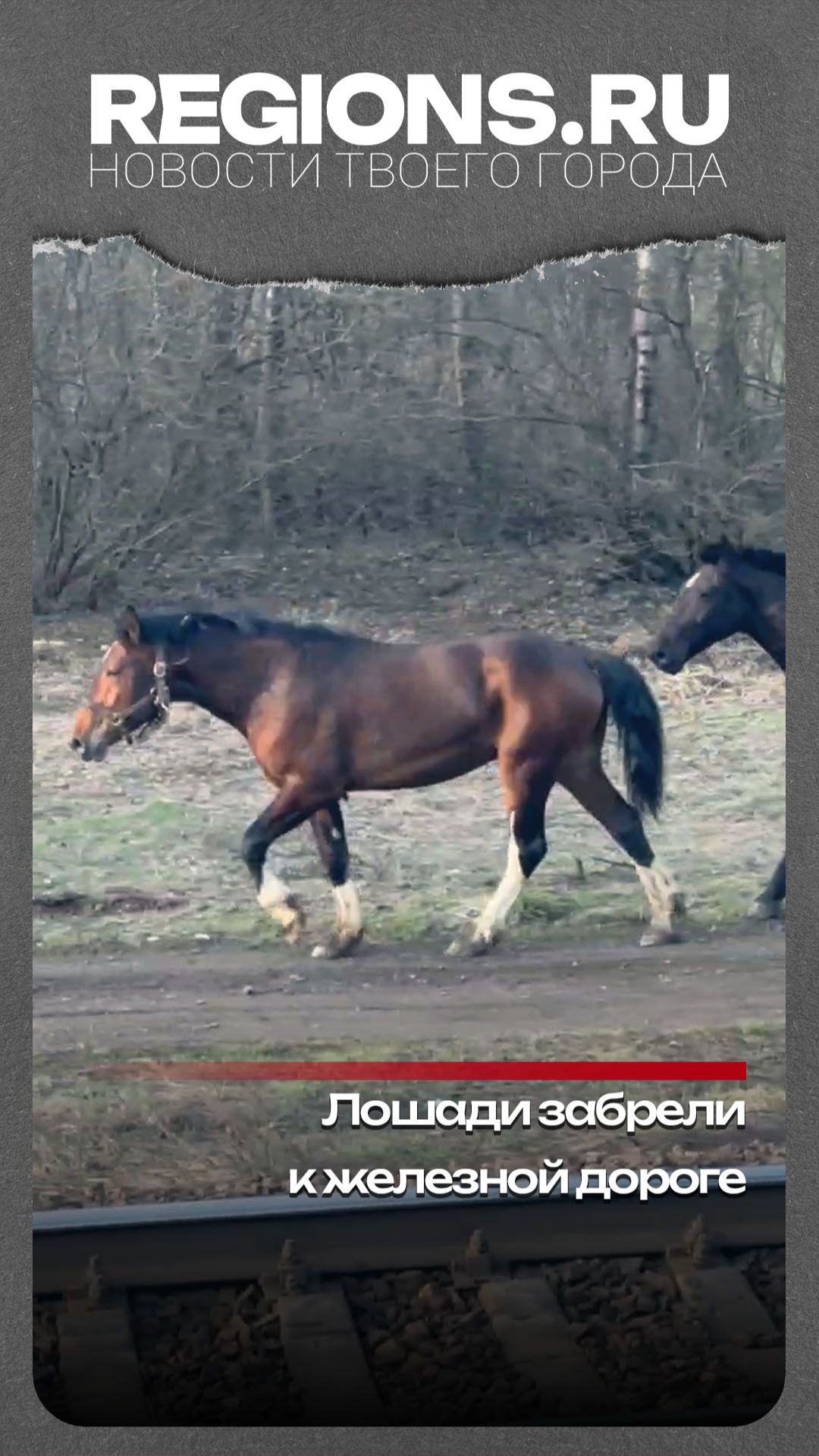 Лошади забрели к железной дороге