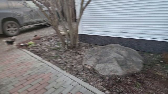 ЙОРКШИРСКИЙ ТЕРЬЕР БОНЯ (СУЕТЛИВЫЙ  ПЁСИК🦮🦮🦮) 16-04-2026