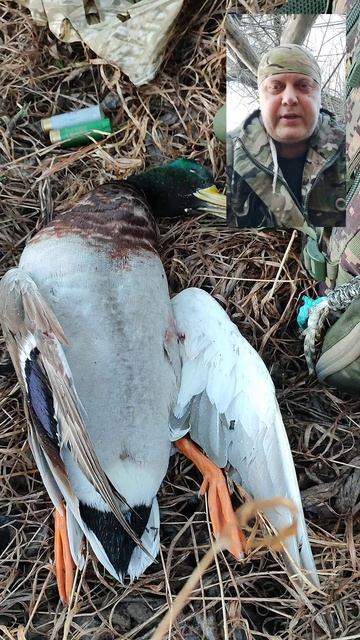 Открытие весенней по селезню и гусю 2026.