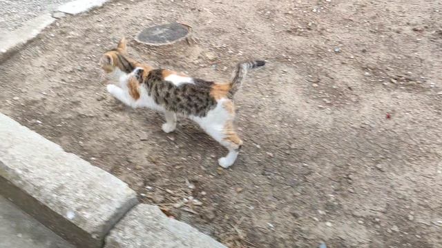 Один из дней города Евпатории | 22 сентября 2021 г | Крым ХАН БАТОН XAH 6ATOH | VID_20210922_150540