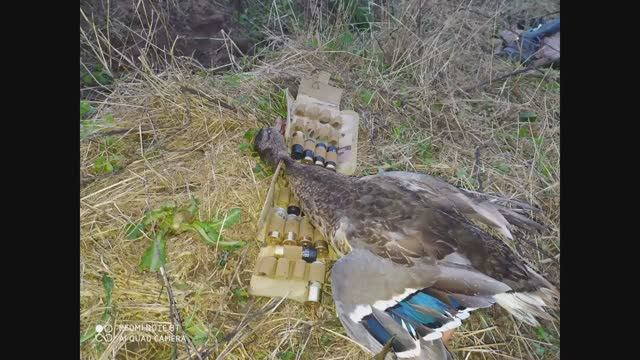 ОХОТА НА УТОК