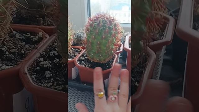 Мои цветы - хобби.