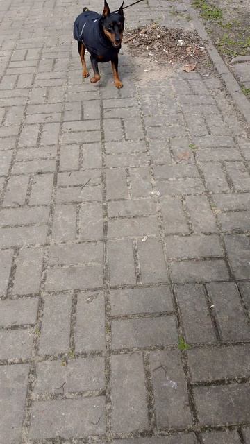 собака улыбака сиба приколы -подралась