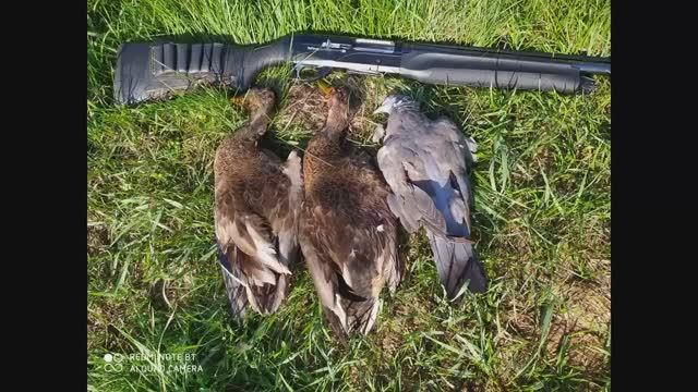 ПЕРВЫЕ УТКИ, ОТЛИЧНАЯ ОХОТА НА УТОК