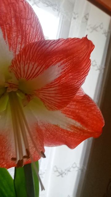 VID20260414155545.mp4  Аленький цветочек