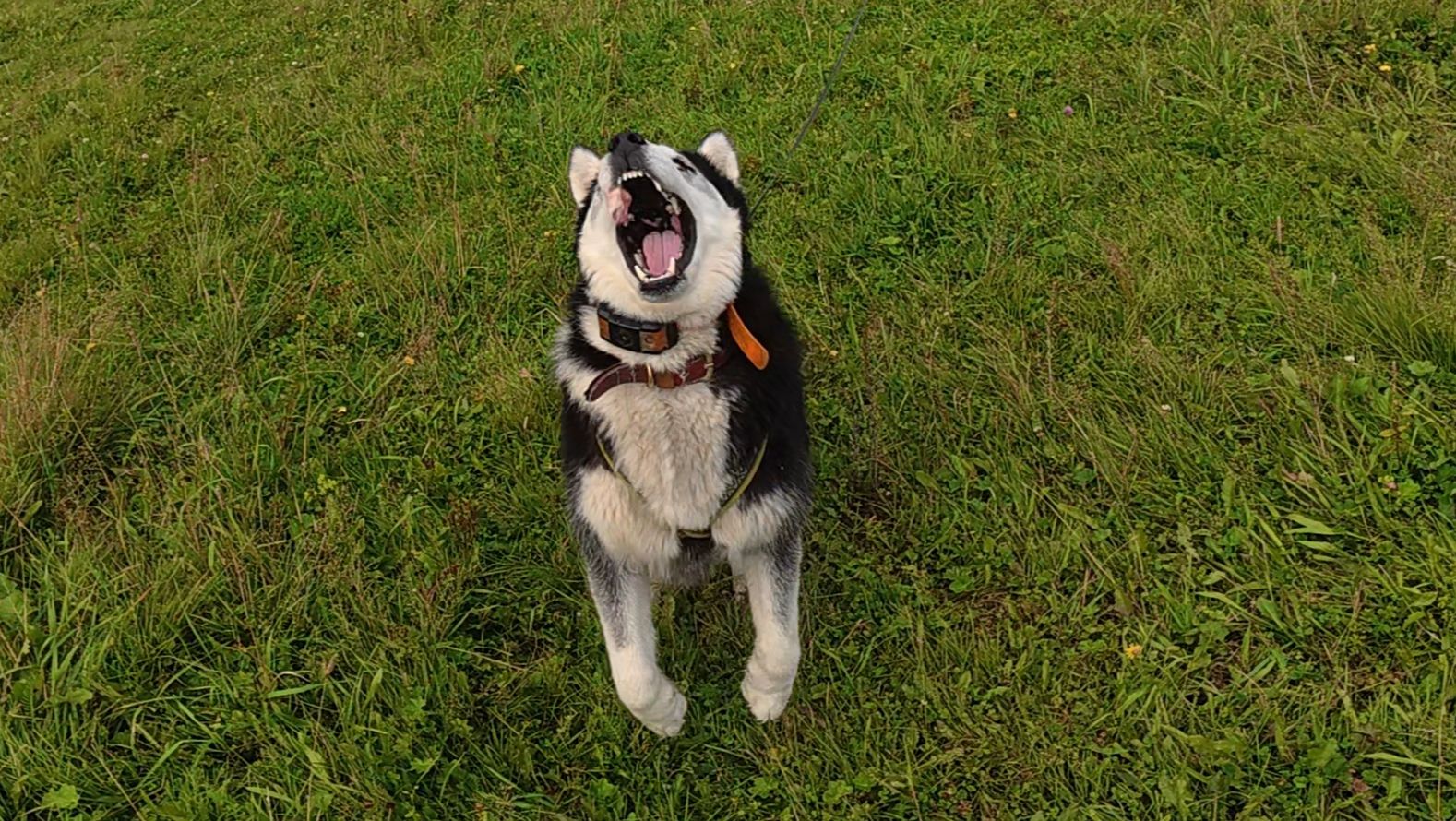 С хаски Диком на поле со стадом коров 20.08.2025