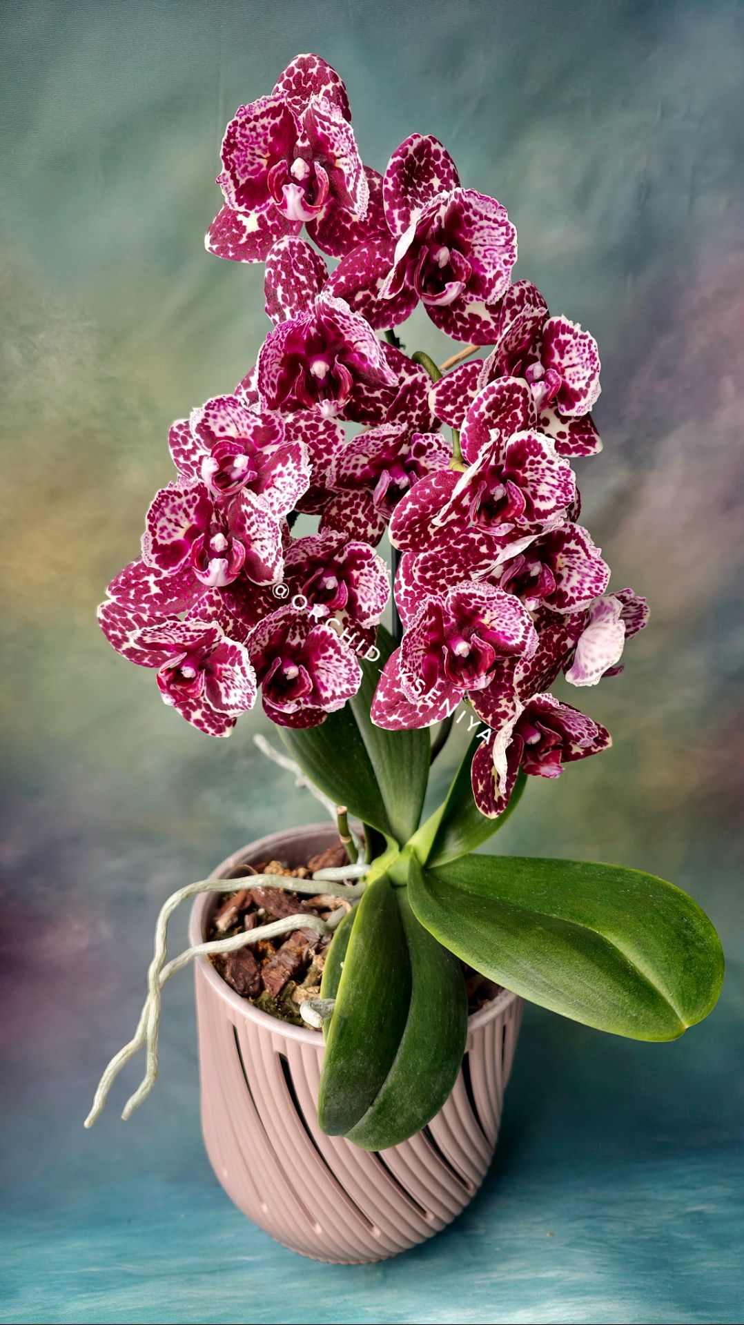 Phal. Lioulin Wild Cat Peloric 🌸 Красивейшая азиатская орхидея Дикий Кот в мутации 