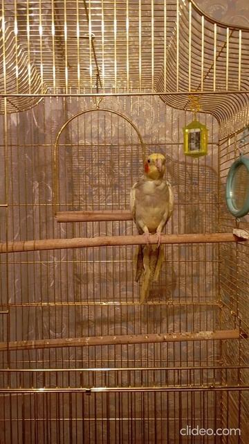 Попугай Аська танцует